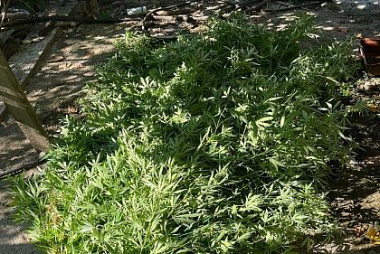 В Кривом Роге разоблачили мужчину в выращивании конопли и незаконном хранении оружия