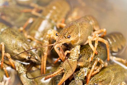 На Днепропетровщине с 15 августа устанавливается запрет на лов раков