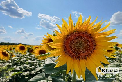 Погода на неделю в Кривом Роге