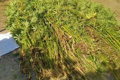 В Криворожском районе полицейские разоблачили мужчину на выращивании конопли