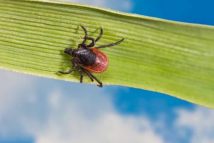 Сколько человек в Кривом Роге заболели болезнью Лайма из-за клещей