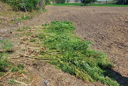 В Криворожском районе подросток выращивал и хранил коноплю