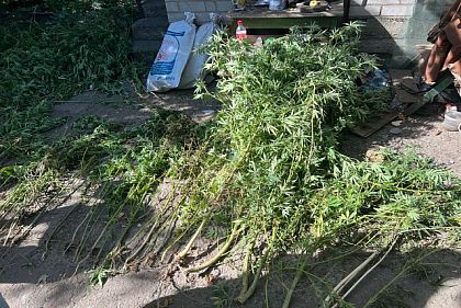 На Днепропетровщине правоохранители в частном дворе обнаружили посев конопли