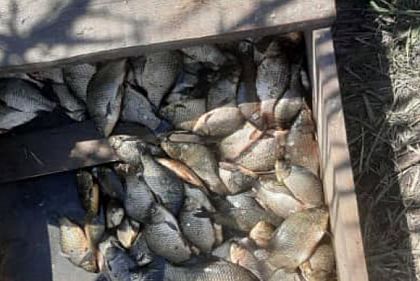 На Днепропетровщине патрульные за сутки разоблачили правонарушений почти на 440 000 гривен убытков