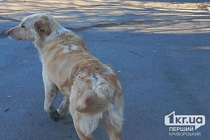 В Кривом Роге будут судить женщину, которая травмировала беспризорную собаку