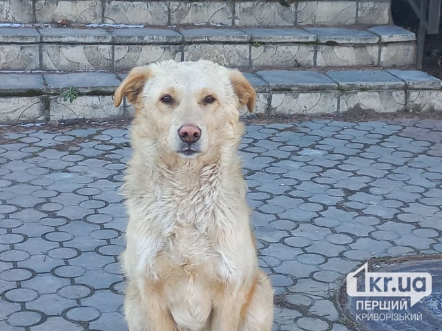 Криворожанки зарегистрировали петиции о создании приюта для бездомных собак