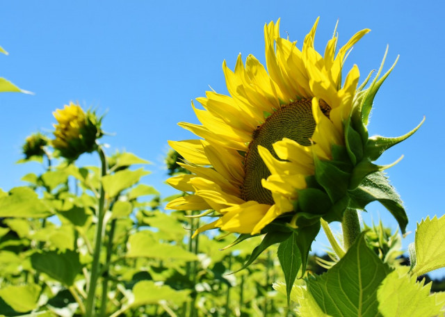 Аграрії Дніпропетровщини можуть отримати насіння кукурудзи та соняшника
