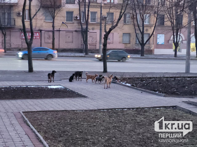 В Криворожском районе обнаружили случай бешенства собак