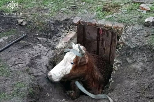 Криворізькі рятувальники витягли корову, яка провалилася у колодязь