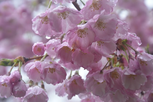 В Криворожском ботаническом саду цветут сакуры и магнолии