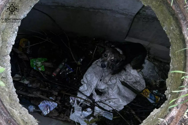 На Днепропетровщине из канализационного люка спасли бездомную собаку