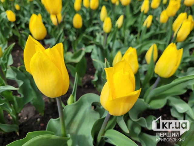 В Кривом Роге возле исполкома цветут тюльпаны