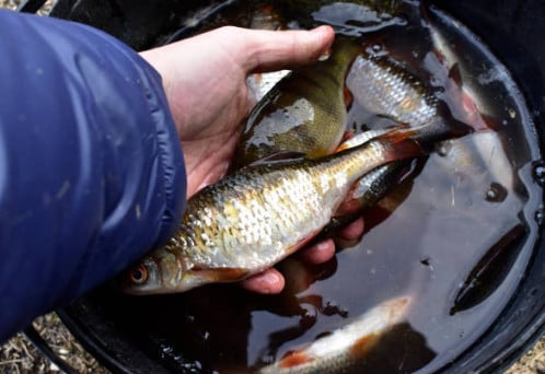 На Каменском водохранилище мужчина наловил рыбы почти на 60 тысяч гривен убытков
