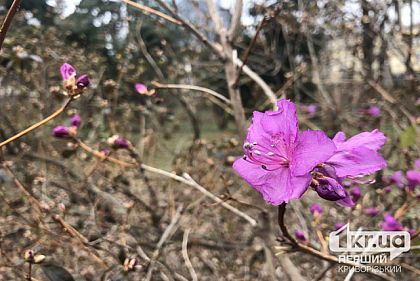 Погода в Кривом Роге 4 апреля