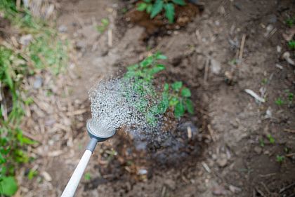 В Кривом Роге начнется поливной сезон