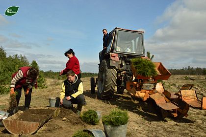 В одном из районов Днепропетровщины высадили 19 гектаров сосен