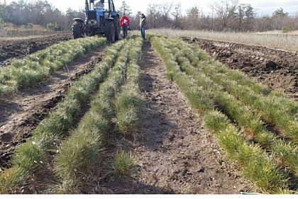 С начала весны на Днепропетровщине высадили более миллиона сеянцев