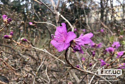 Погода в Кривом Роге 20 апреля