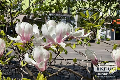 Погода в Кривом Роге 26 апреля