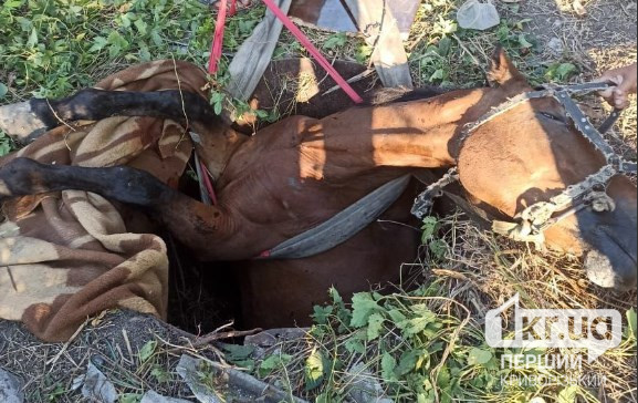 В Кривом Роге чрезвычайники спасли упавшего в колодец коня