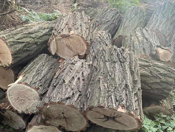 Незаконная вырубка деревьев более чем на 100 тысяч гривен: на Днепропетровщине разоблачили подозреваемых