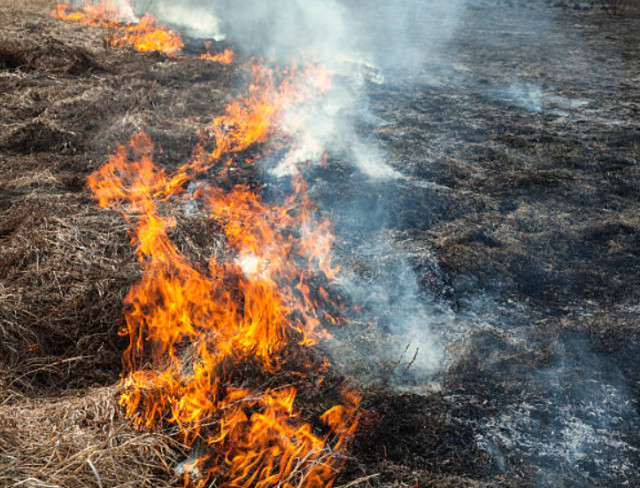 Криворожанам напоминают о запрете сжигания сухих листьев: какие штрафы угрожают