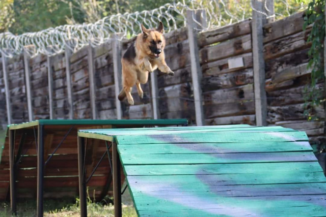 На Днепропетровщине прошли соревнования военных кинологов со служебными собаками
