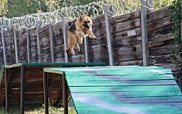 На Днепропетровщине прошли соревнования военных кинологов со служебными собаками