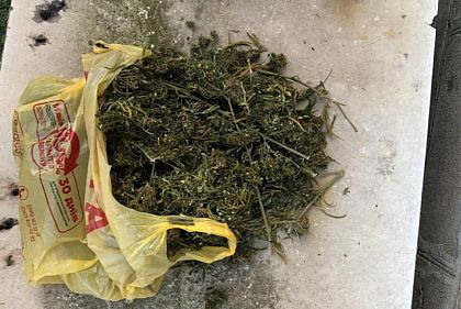 Полицейские изъяли у криворожанки наркосодержащие растения