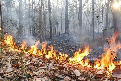 В Кривом Роге ожидается высокая пожарная опасность