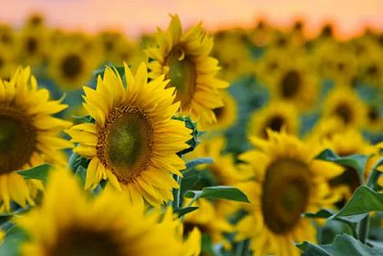 В Криворожском районе собрали до 1000 тонн подсолнечника