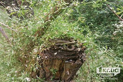 С начала года на Днепропетровщине от укусов змей пострадали три человека