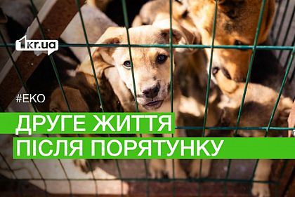Історія порятунку та прилаштування тварин з Херсону в Миколаєві