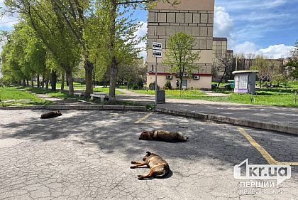 В 2023 году 1063 криворожанина обратились за помощью из-за укуса животных