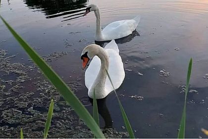 Криворожский парк посетила пара лебедей