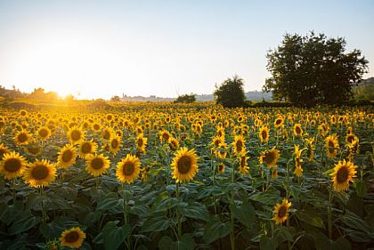 В Криворожском районе собрали более 64 тонн урожая подсолнечника