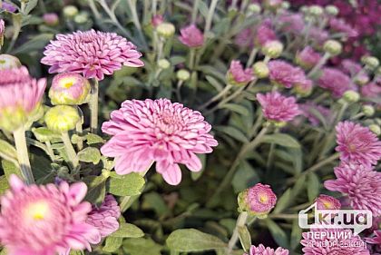 Погода в Кривом Роге 22 сентября