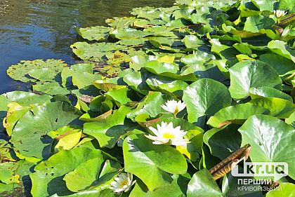 Погода на неделю в Кривом Роге
