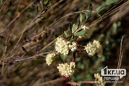 Какая будет погода на выходных в Кривом Роге