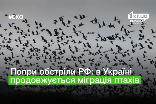 Несмотря на обстрелы РФ: в Украине мигрируют птицы через прифронтовые территории