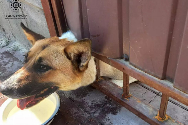 На Днепропетровщине спасатели освободили двух собак