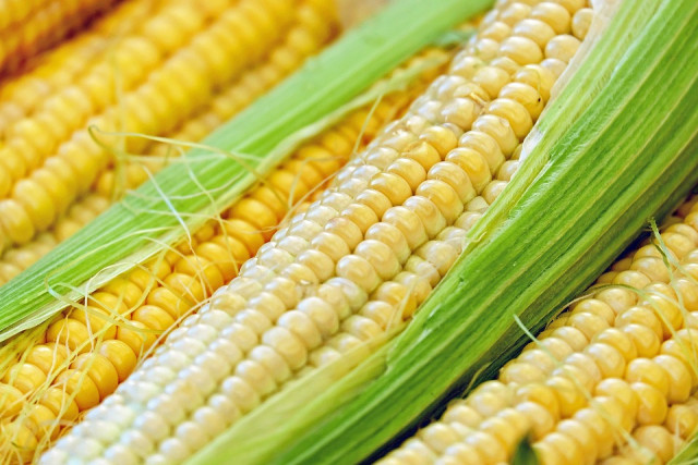Аграрии Днепропетровщины бесплатно получат семена кукурузы