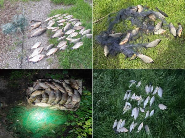 В Днепропетровской области нарушители правил рыболовства нанесли убытков на 1 миллион гривен