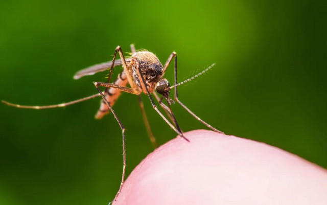 Как уберечься от укусов комаров: советы криворожанам