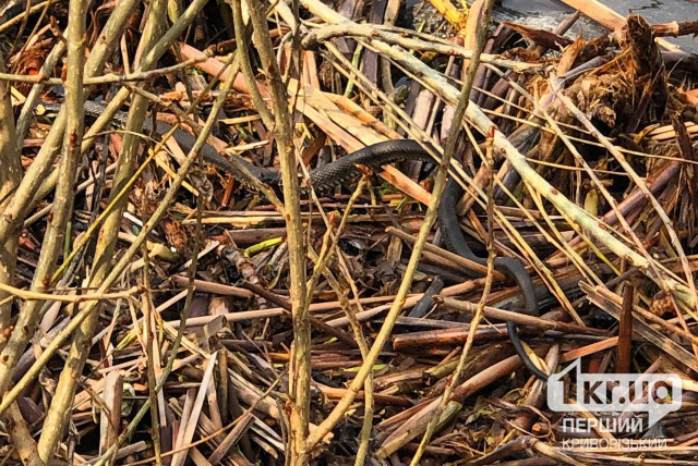 В этом году на Днепропетровщине зафиксировали три случая укусов ядовитыми змеями