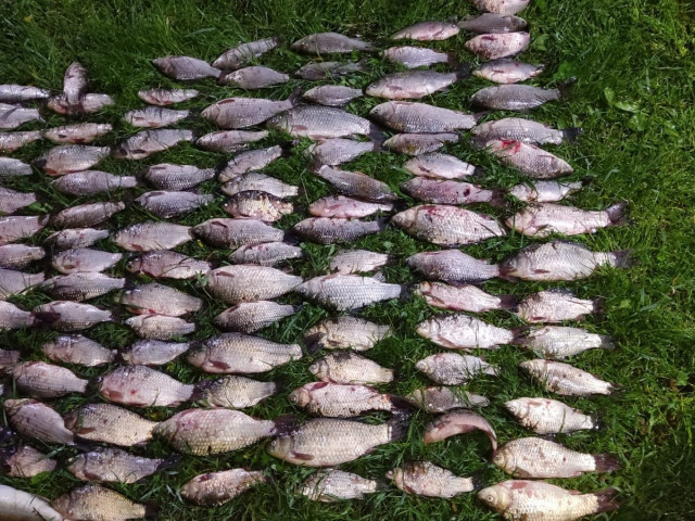 У Кривому Розі поліцейські виявили порушників, які ловили рибу в нерест сітками