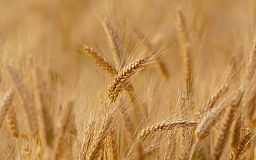 Зерновое соглашение разблокировано, оно продлит свое действие до 18 июля, – Кубраков