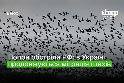 Несмотря на обстрелы РФ: в Украине мигрируют птицы через прифронтовые территории