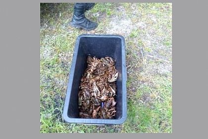 На Днепропетровщине нарушитель наловил раков на 430 тысяч гривен ущерба