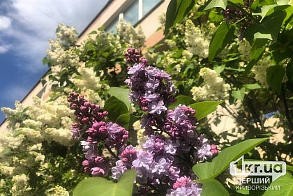 Погода в Кривом Роге 12 мая